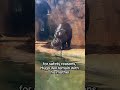 Visitors can watch Hugo play with his new toy!  #zoo #localnews #news #local #grandrapids #hippo