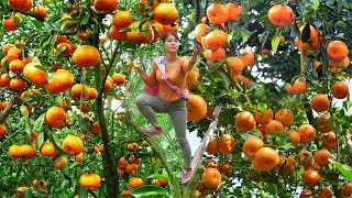 Harvesting Tangerine Goes to countryside market sell - Growing pumpkins || Free Bushcrat