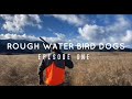 |UPLAND BIRD HUNTING| with German Wirehair pointers! の動画、YouTube動画。