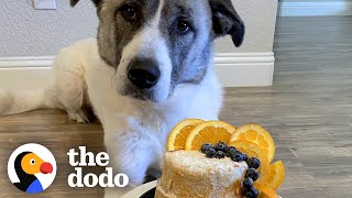 Rescue Dog Gets The Most Gorgeous Adoptaversary Cake | The Dodo
