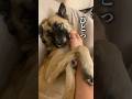 眠いけどかまってほしい愛犬が愛おしすぎました　#雑種犬 #甘えん坊 #れおなな #shorts