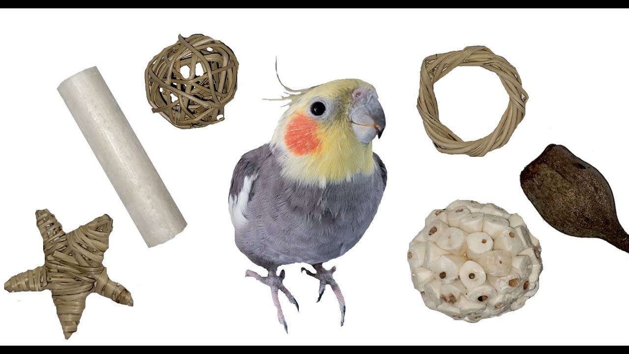 New toys for my cockatiel birds YouTube