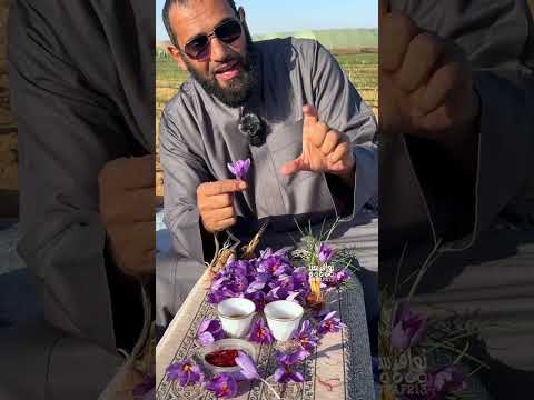 تعتمد نجاح زراعة الزعفران على 40 أثناء الزراعه و 60 مابعد القطف