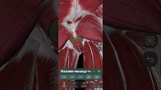 Назови мышцу | Анатомия человека | Easy Anatomy