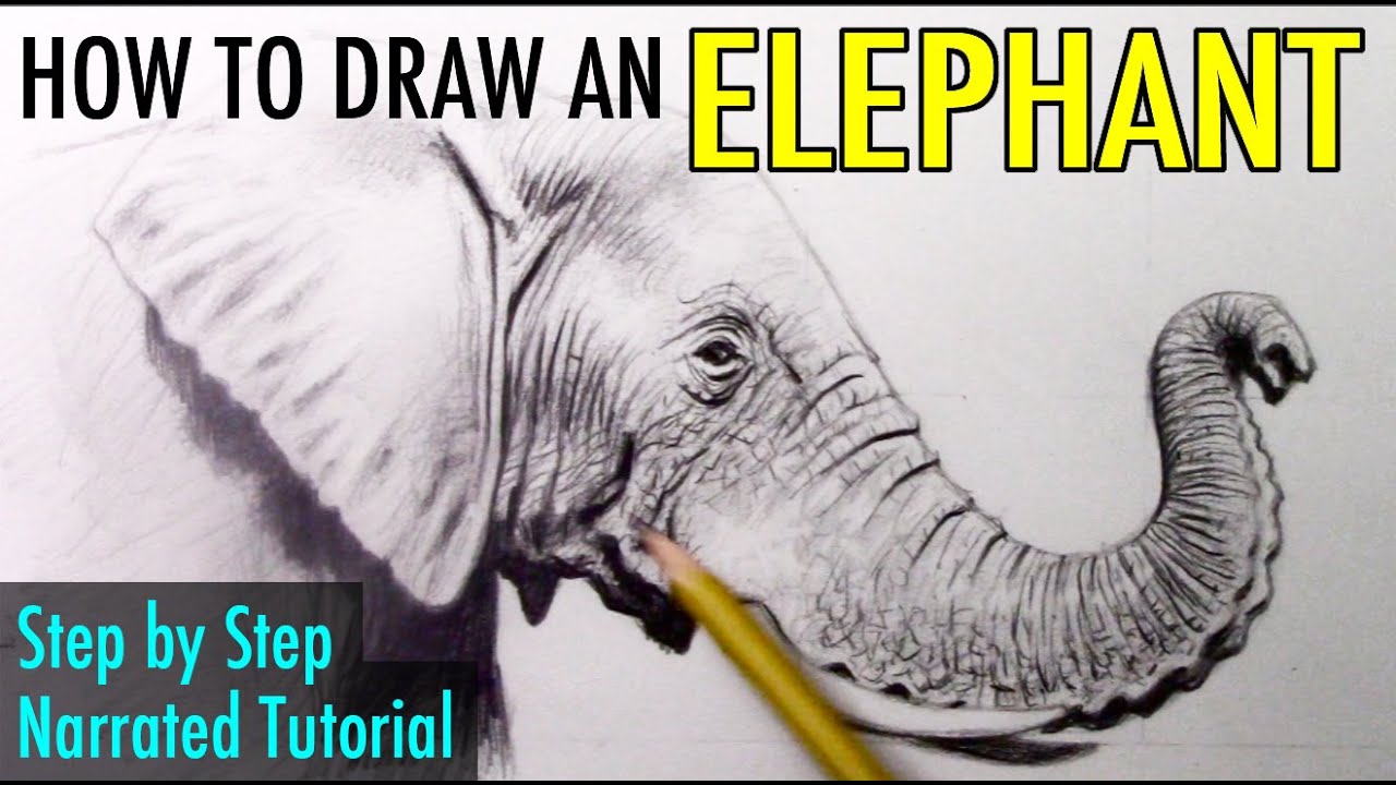 How to Draw an Elephant - YouTube