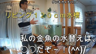 #金魚 #aquarium  リビング120CM水槽  私の金魚の水替えは〇〇だぞ～!