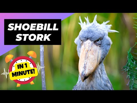 Shoebill Stork 🦤 The Dinosaur-looking Bird! | 1 Minute Animals