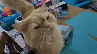 Persian guest cat Kiro's 4th stay compiled moments #kittuandlilysworld #catvideos #cat #persiancat