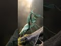 AI Creates Origami Grasshopper That Moves! 🦗 #Shorts #aiart