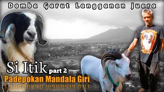 Download Lagu Domba Garut Langganan Juara di Jawa Barat Pak Amin Bagikan Tips Biar Domba Bertenaga Super MP3