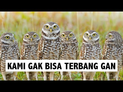 Video: Bolehkah burung hantu yang menggali terbang?