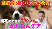寝起きに足を引きずるトイプードル Youtube