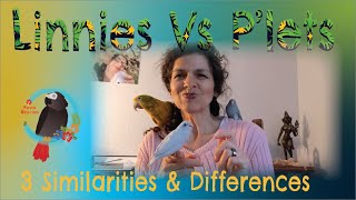 #Linnies or #Parrotlets? 3 Similarities & Differences #Parrot_Bliss #Parrots