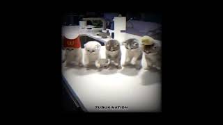 mumbo! #edit #cat #mumbo #fnaf