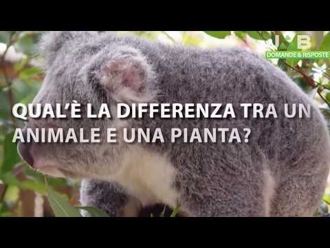 Video: Quali sono le differenze tra pianta e animale?