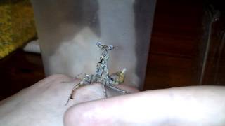 Download Lagu L8 female Parasphendale agrionina, Youngling MP3