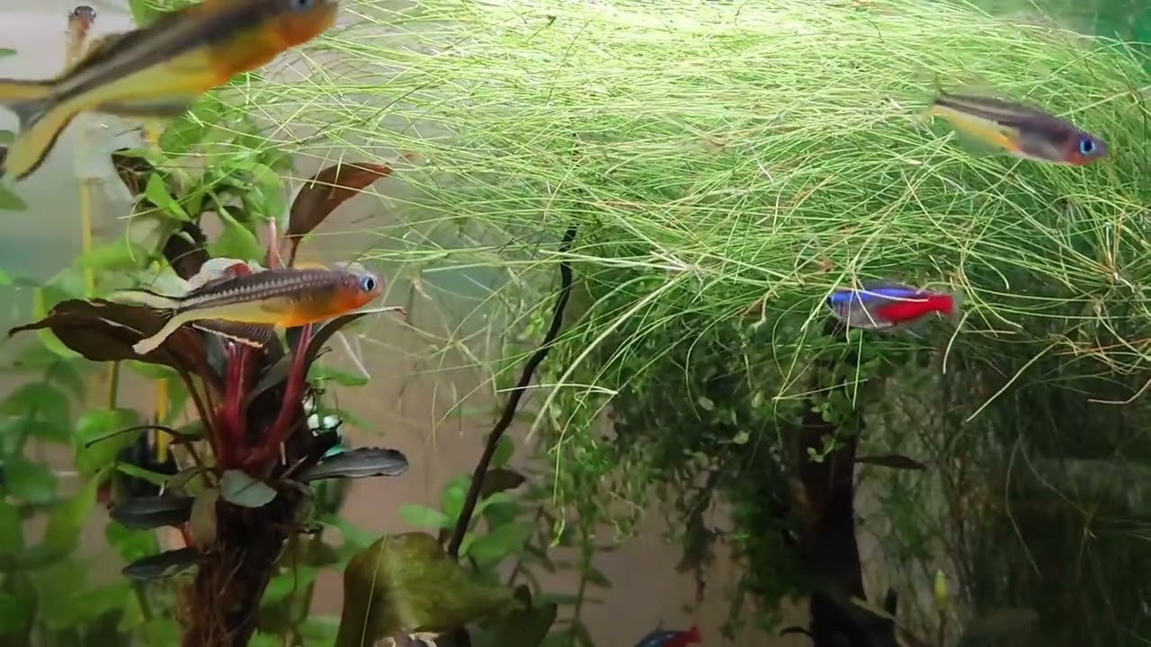 Моя попондетта фурката