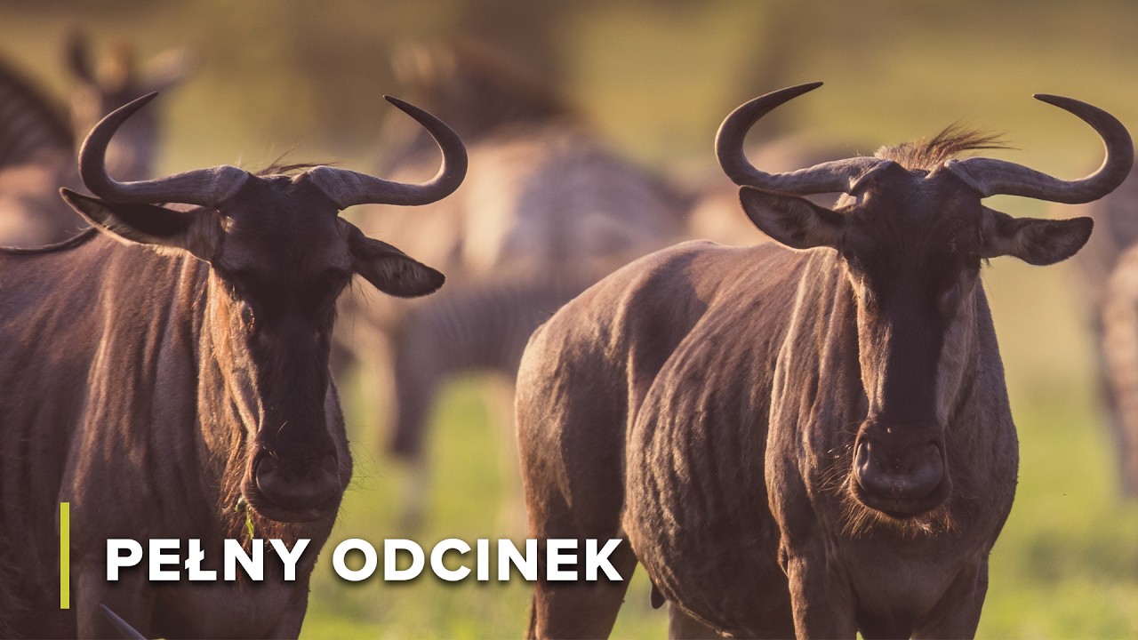 Rzeczne bitwy i życie na krawędzi | Opowieści z Zambii 103+104