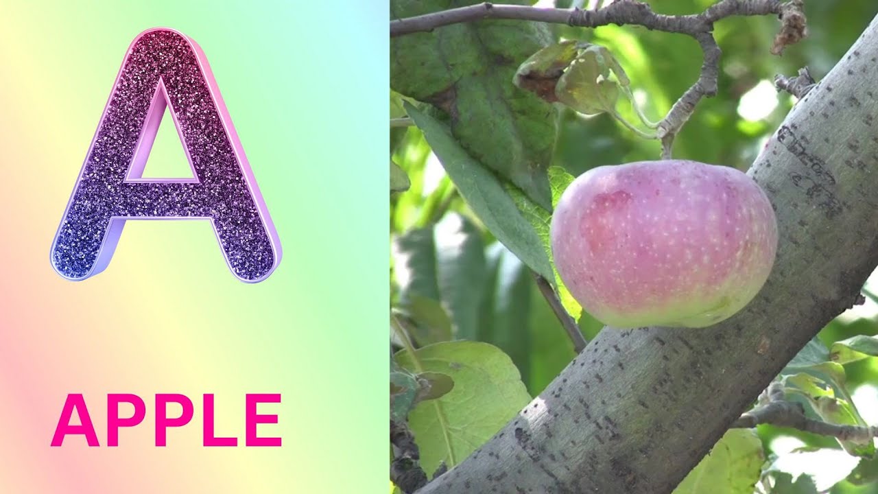 ABC Phonics Song | Alphabet letter sounds | ABC learning for toddlers | Education ABC Nursery Rhymes