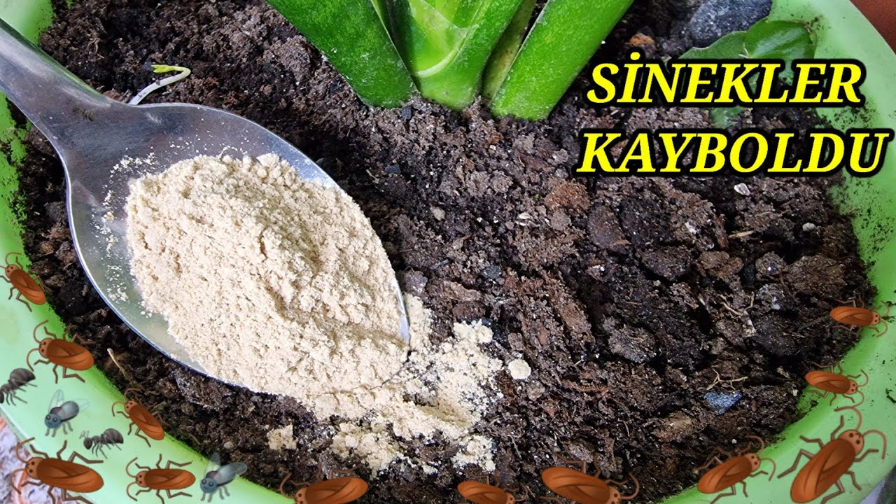 SİNEKLERE SON‼️TOPRAKTAYI SİNEKLER KAYBOLDU😉BİR KAŞIK SERPİŞTİRİN