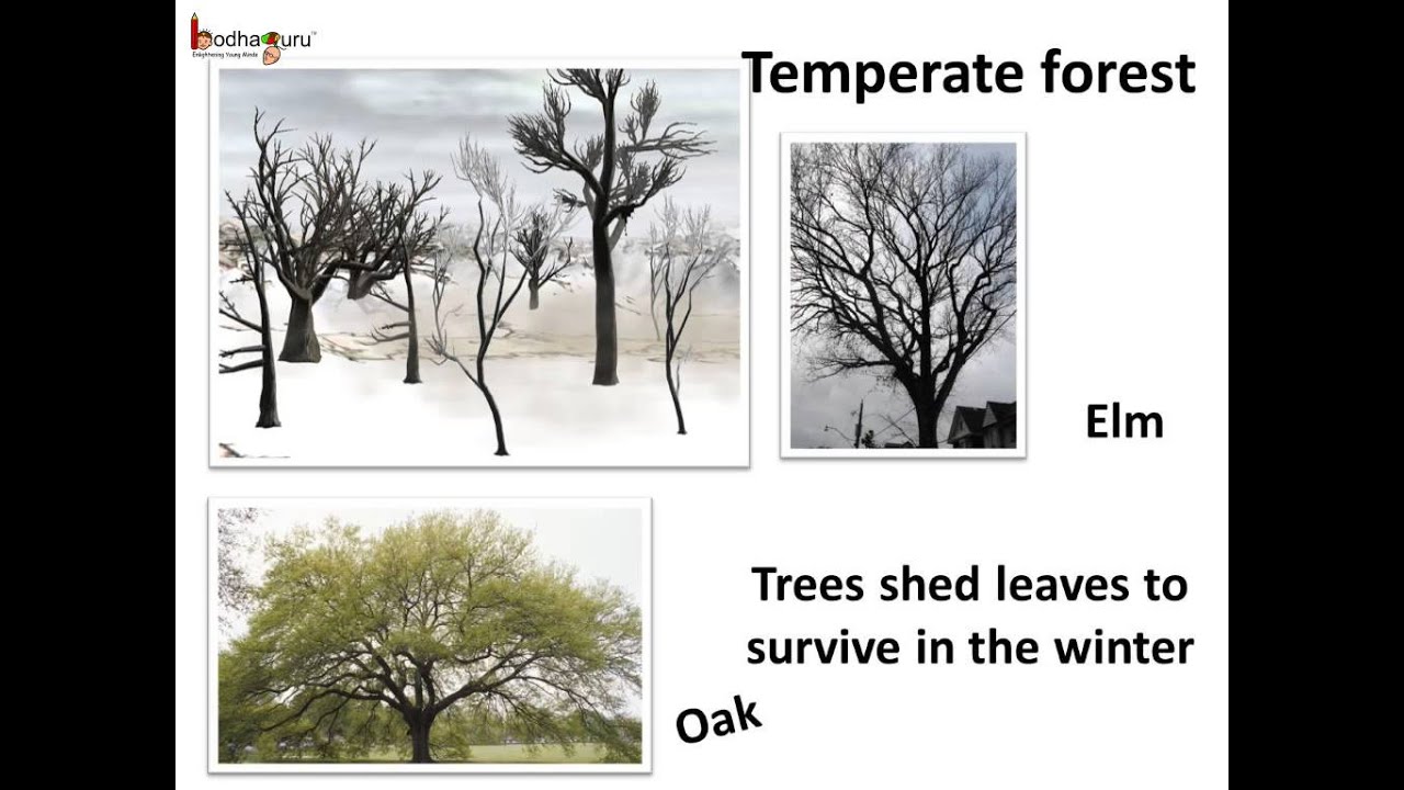 Science What are different forest habitats and how animals adapt to