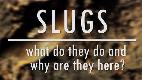 Slugs! What do they do and why are they here? | The Bristol Nature Channel