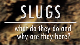 Slugs What Do They Do And Why Are They Here? The Bristol Nature Channel