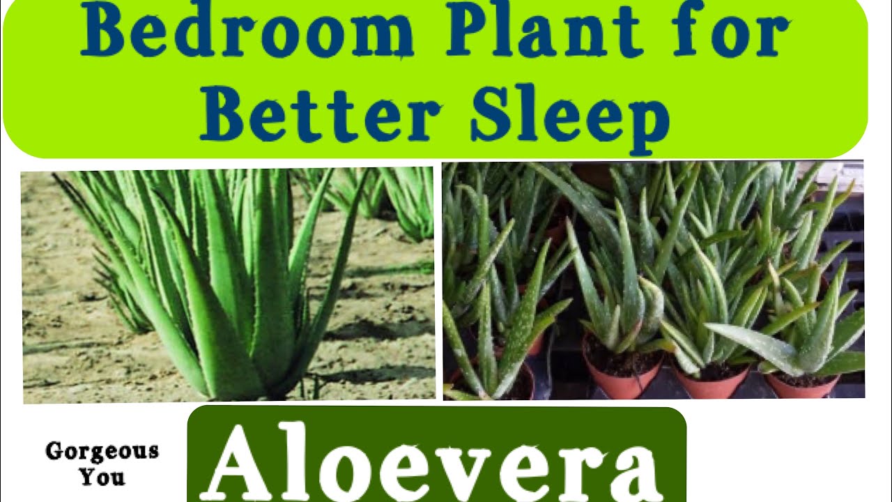 Keep This Plant In Your Bedroom For Better Sleep Aloe Vera Best