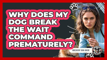 Why Does My Dog Break The Wait Command Prematurely? - Obedient Dog Guide