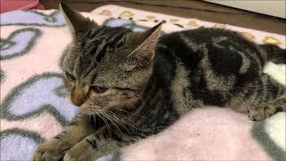 お腹いっぱいで寝落ちしそうになる子猫