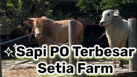 Sapi PO Terbesar Dikandang Setia Farm