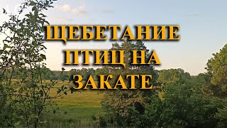 Их песни звучат особенно проникновенно и красиво. #музыка для сна #природа