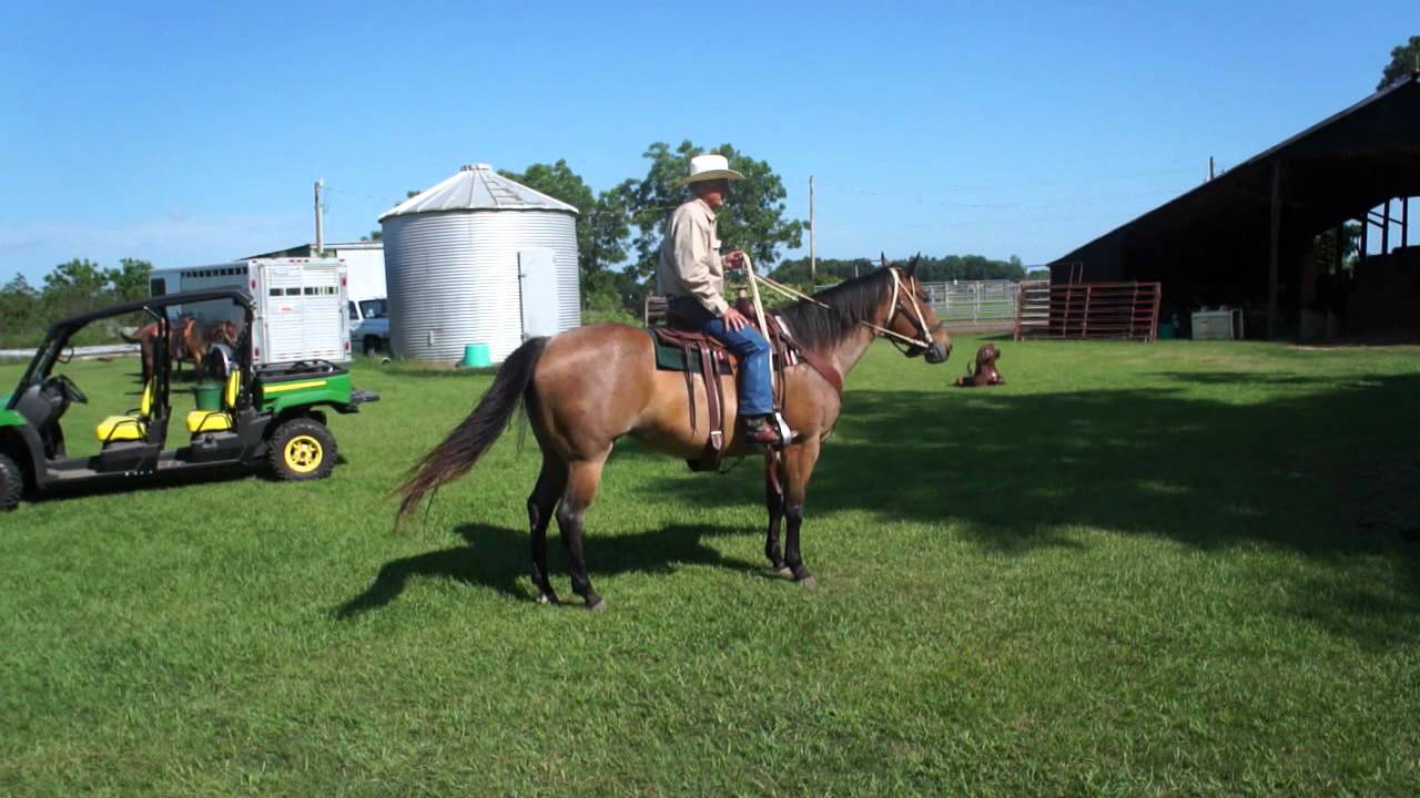 Black and blue quarter horses YouTube