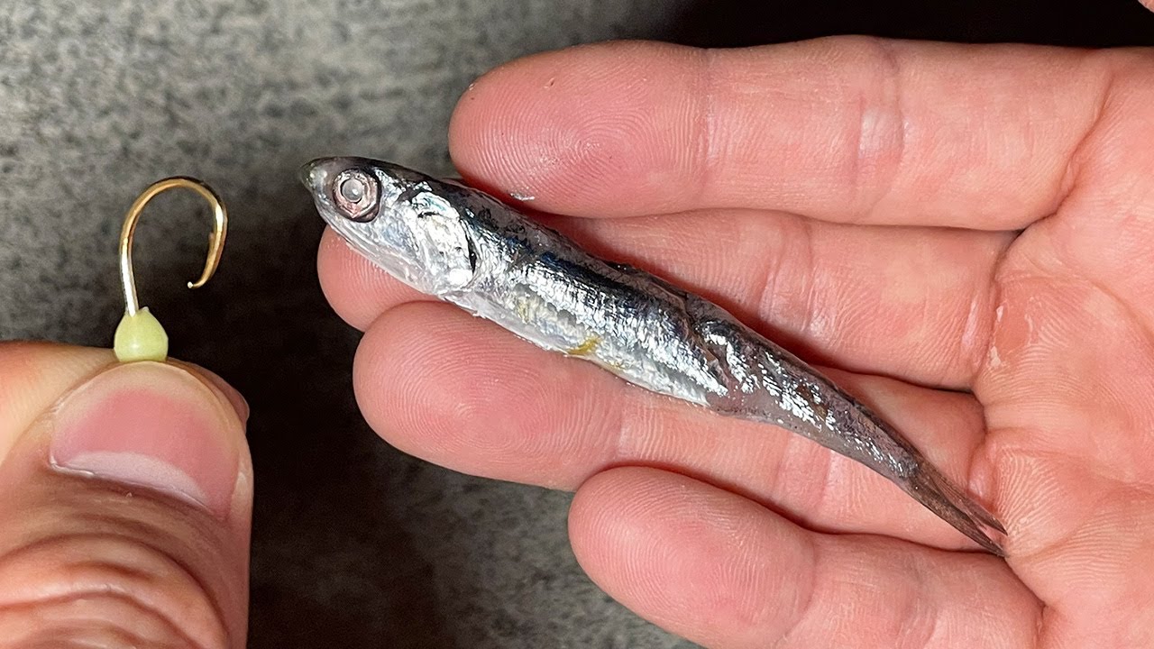 Dropping the sardines you caught into the sea - YouTube