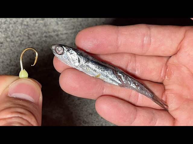 イワシ mqdefault.jpg