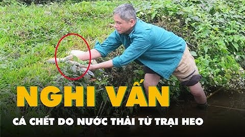 Cá chết, nước suối đen và hôi thối nghi do nước thải từ trại heo