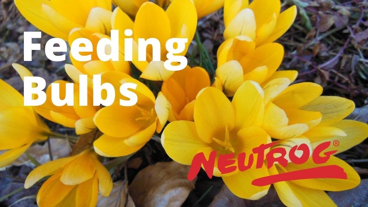 Neutrog TV Feeding Bulbs + Sudden Impact for Roses YouTube
