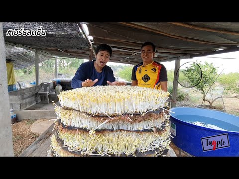 วีดีโอ: ถั่วงอกคืออะไร - ถั่วงอกในสวนและวิธีใช้ถั่วลันเตา