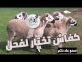 تقنية اختيار فحول الأغنام