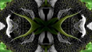 Reig - TOURNESOL (Original mix) Visual HD