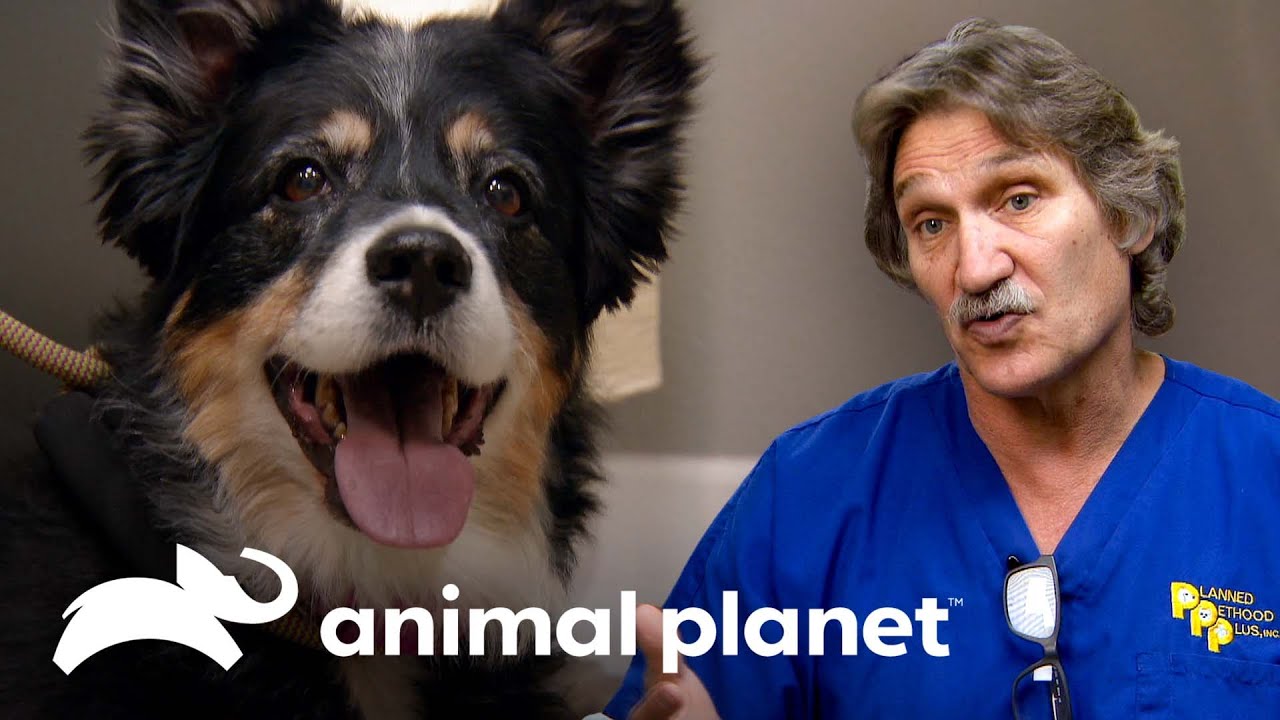 Tirando tumor de 5 centímetros na tireoide de cão | Veterinário das montanhas | Animal Planet Brasil