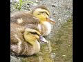 置き去り赤ちゃんカルガモの水分補給がかわいい