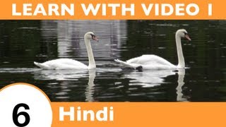 Learn Hindi with Video - This Hindi Lesson Is NOT Just for the Birds!!