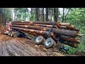 Dangerous Fastest Skills Chainsaw Tree Felling, Idiots Logging Wood Truck &amp; Big Wood Sawmill Machine