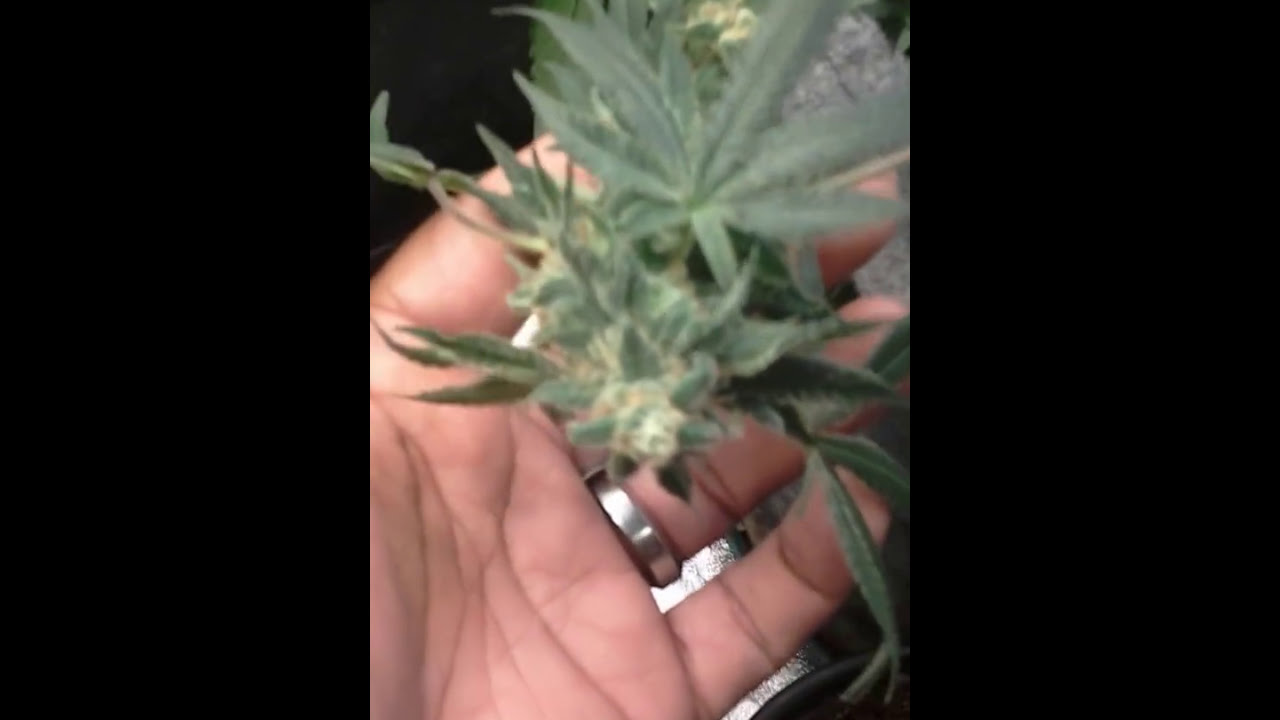 Nu Grow: Fighting fungus gnats and reveg