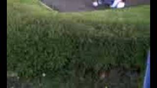 Roller-Blade Bail