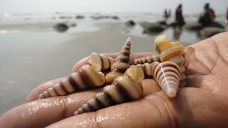 Tower Shells