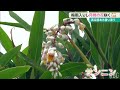 梅雨の沖縄を彩る月桃の花咲く うるま市石川伊波