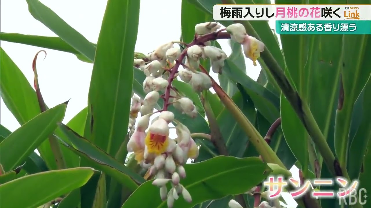 梅雨の沖縄を彩る月桃の花咲く うるま市石川伊波