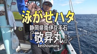 静岡県・南伊豆手石港・敬昇丸「活きイワシを餌に！泳がせハタ釣り」